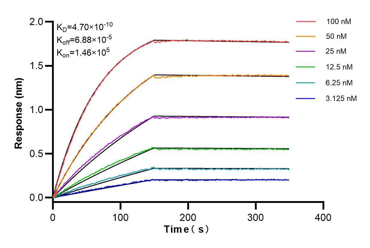 Affinity and Kinetic Characterization of 83327-1-RR