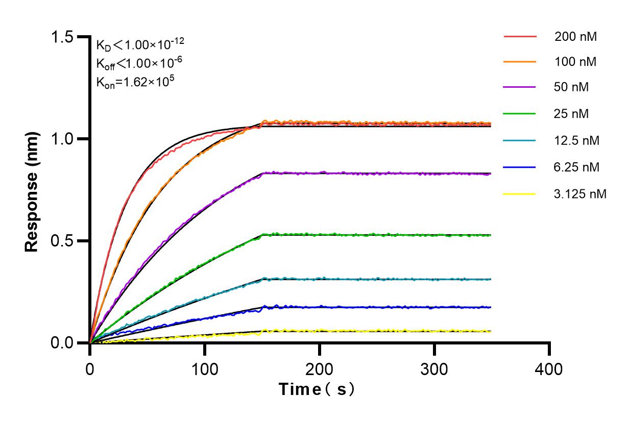 Affinity and Kinetic Characterization of 83336-2-RR