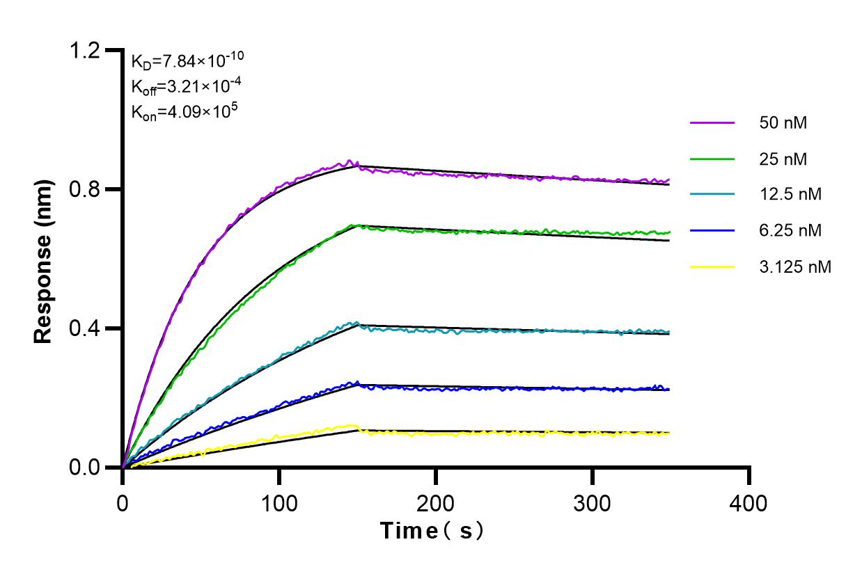 Affinity and Kinetic Characterization of 83340-3-RR