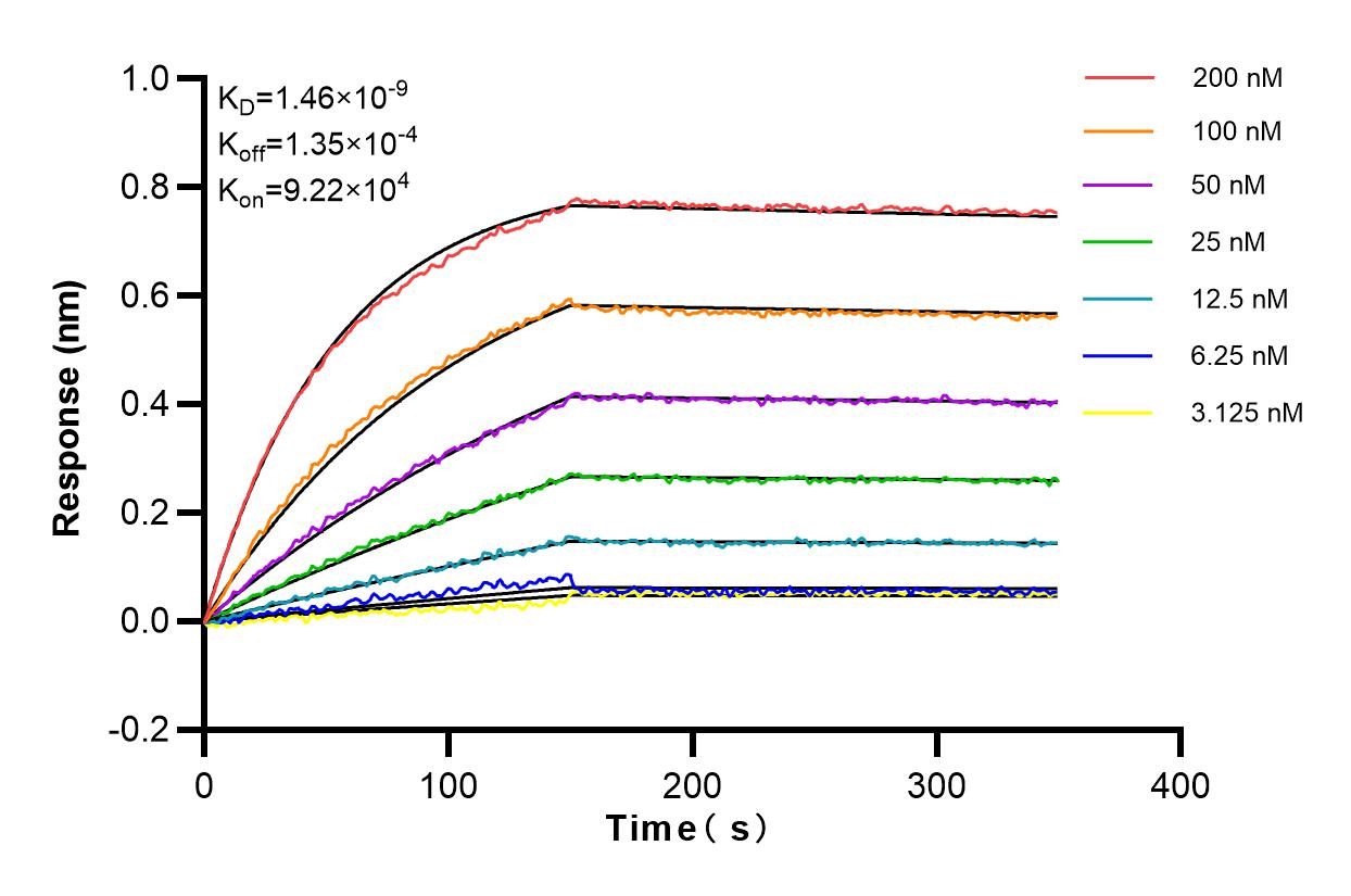 Affinity and Kinetic Characterization of 83361-2-RR