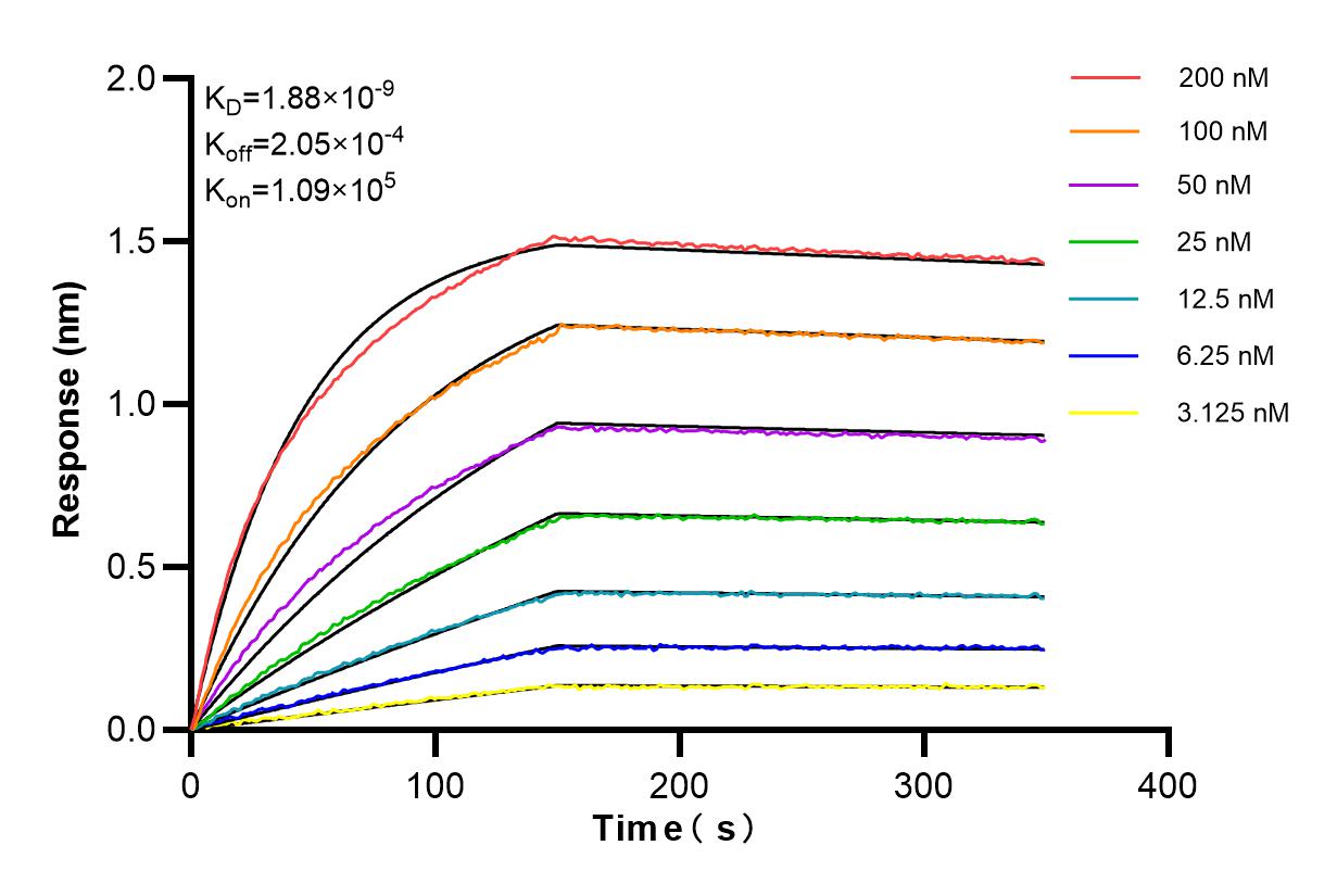 Affinity and Kinetic Characterization of 83366-1-RR