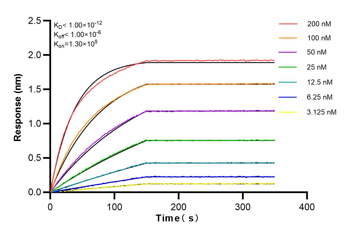 Affinity and Kinetic Characterization of 83372-7-RR