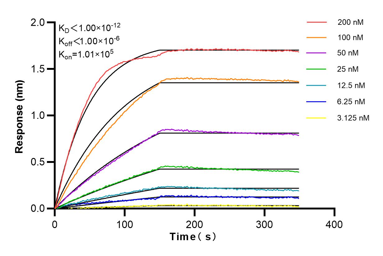 Affinity and Kinetic Characterization of 83376-3-RR