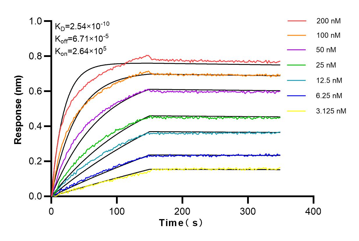 Affinity and Kinetic Characterization of 83377-1-RR