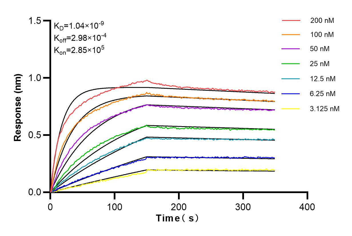 Affinity and Kinetic Characterization of 83377-2-RR