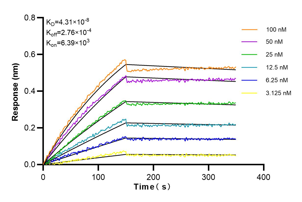 Affinity and Kinetic Characterization of 83379-1-RR