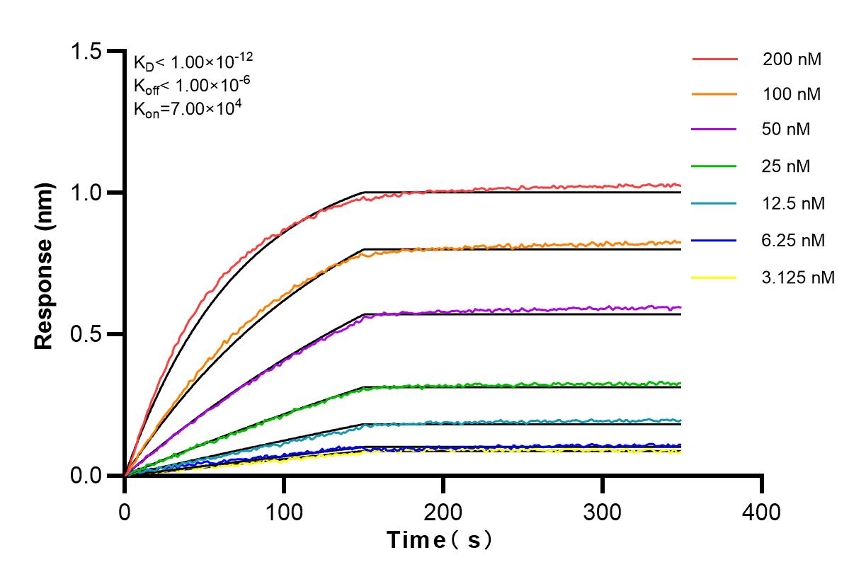 Affinity and Kinetic Characterization of 83382-1-RR