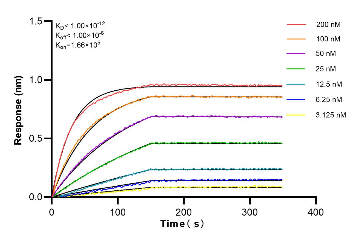 Affinity and Kinetic Characterization of 83382-2-RR