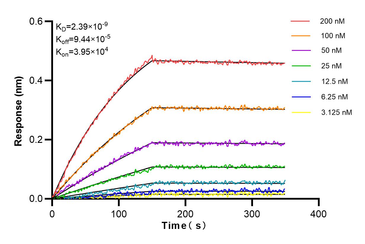 Affinity and Kinetic Characterization of 83389-4-RR