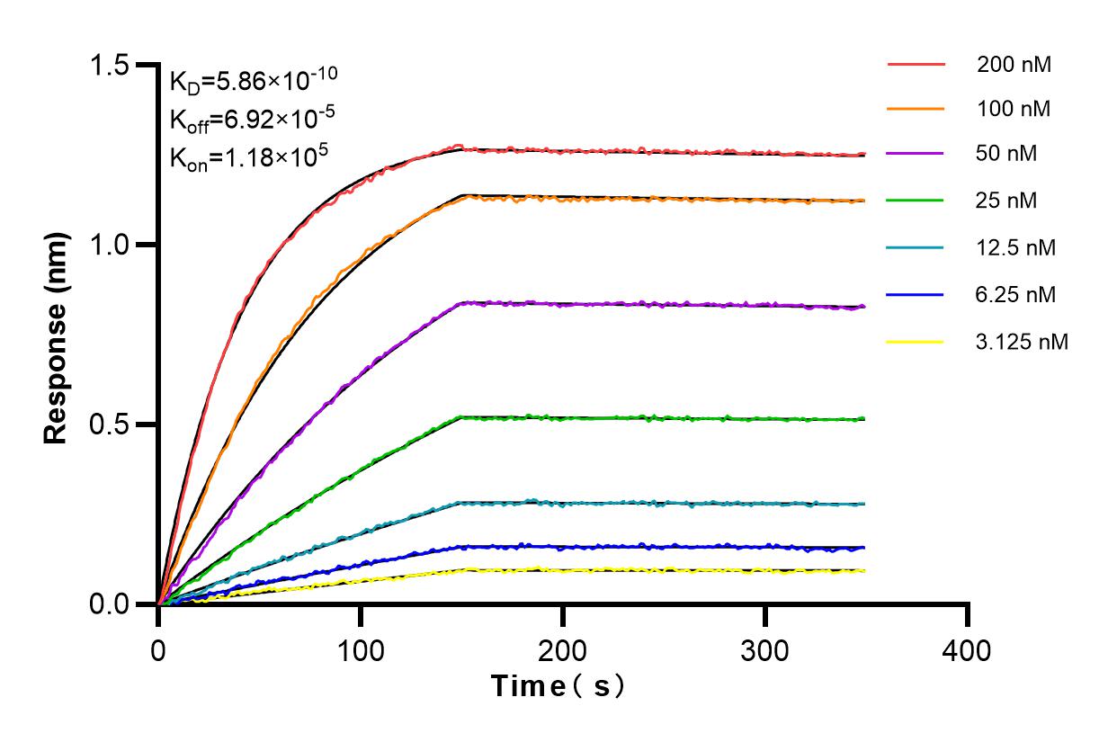 Affinity and Kinetic Characterization of 83394-4-RR