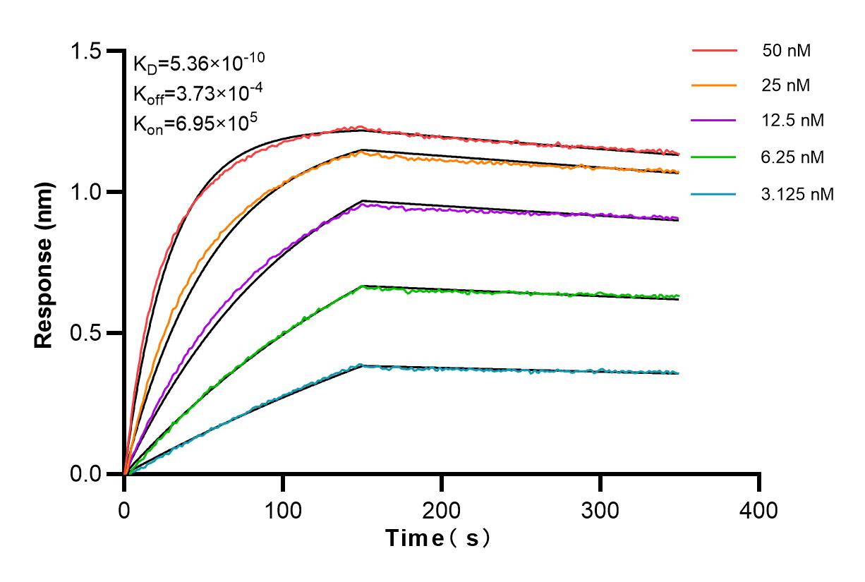 Affinity and Kinetic Characterization of 83403-1-RR