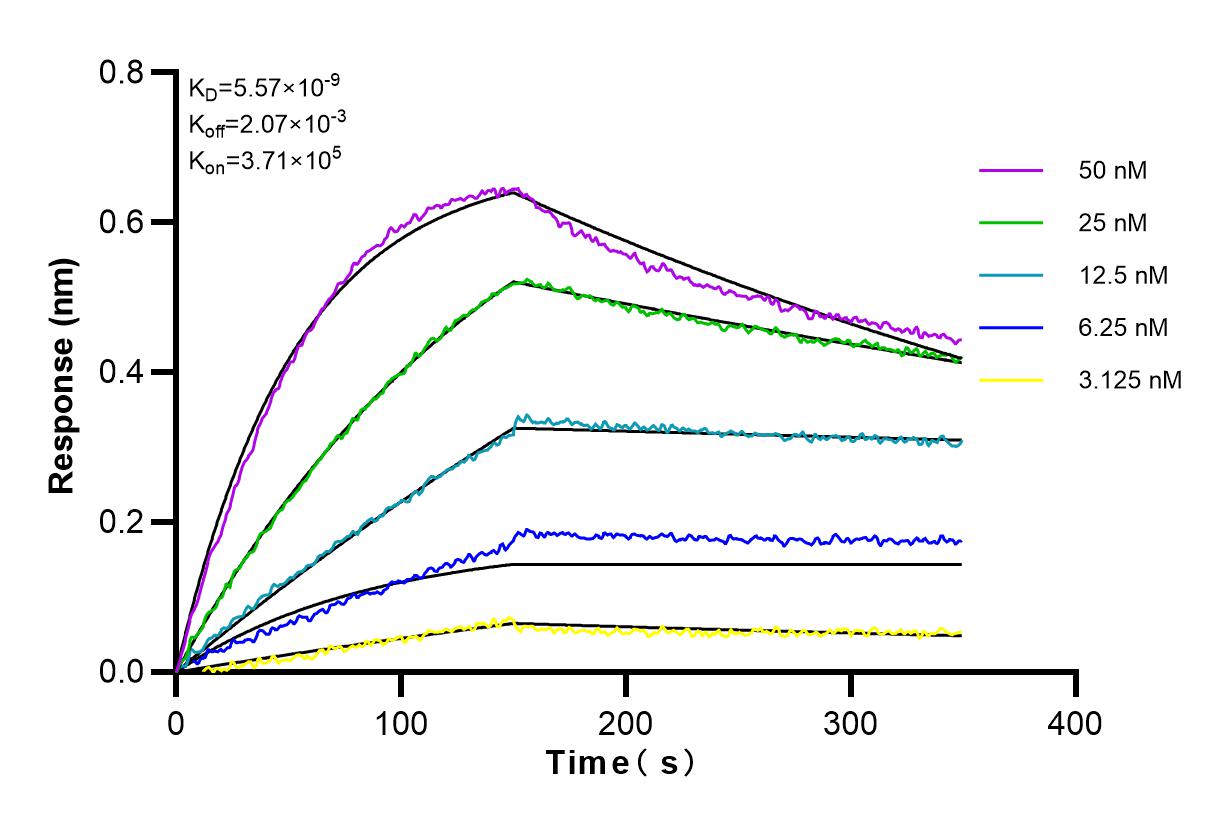 Affinity and Kinetic Characterization of 83424-1-RR