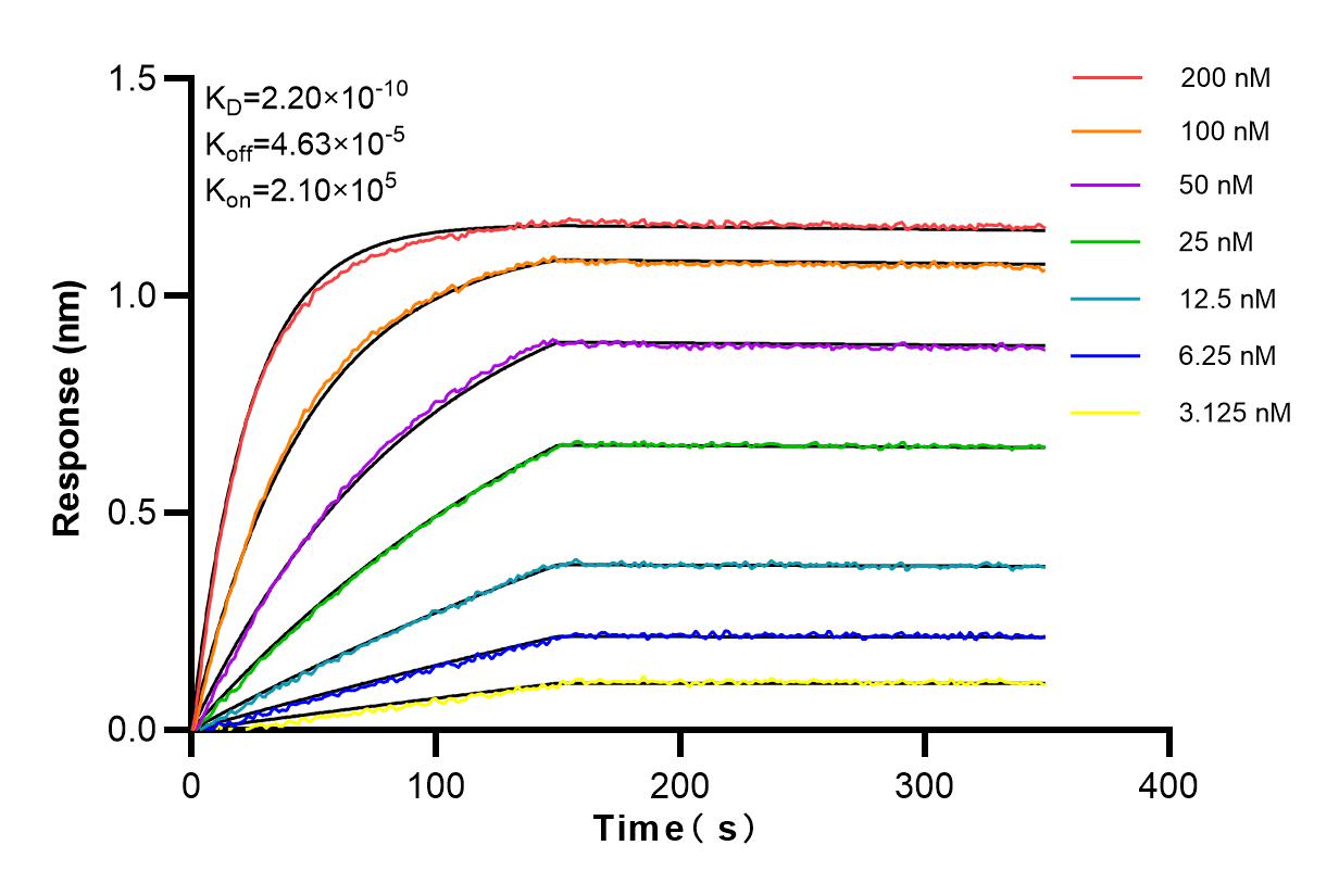 Affinity and Kinetic Characterization of 83447-3-RR