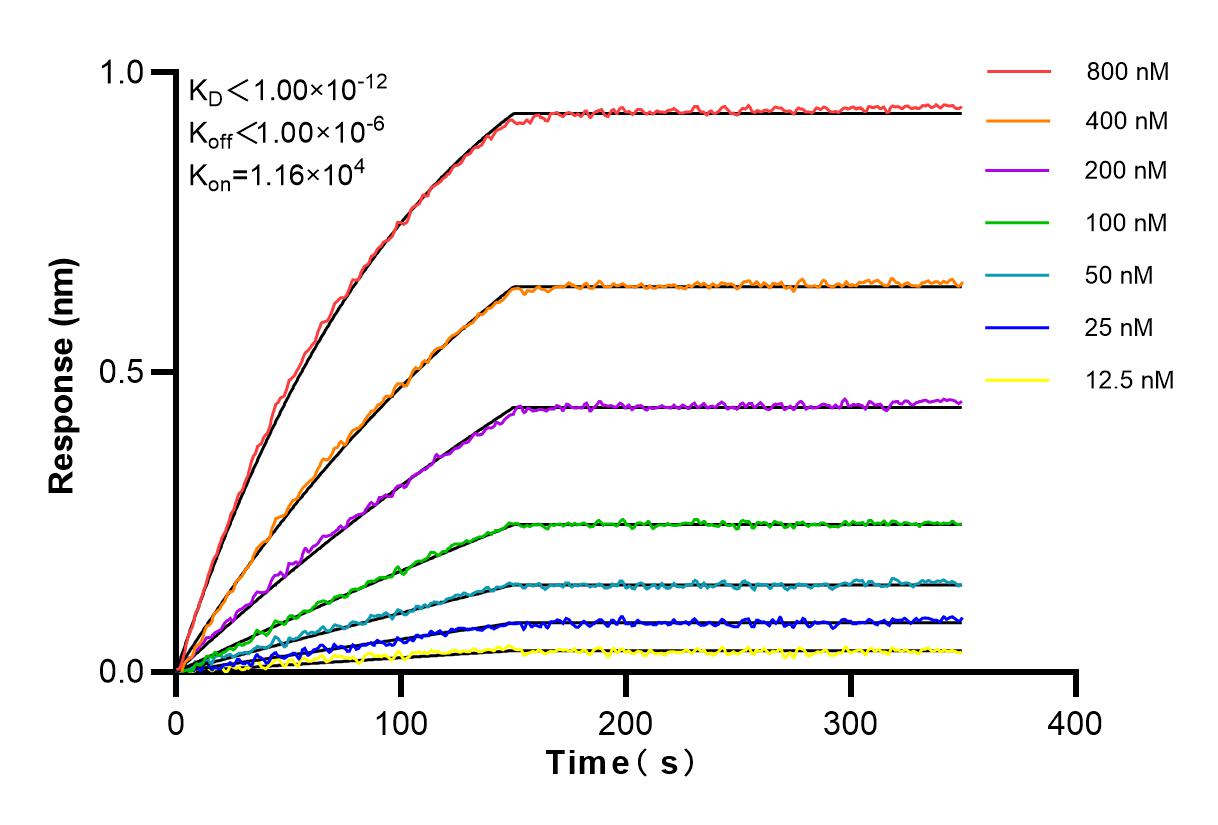 Affinity and Kinetic Characterization of 83455-5-RR