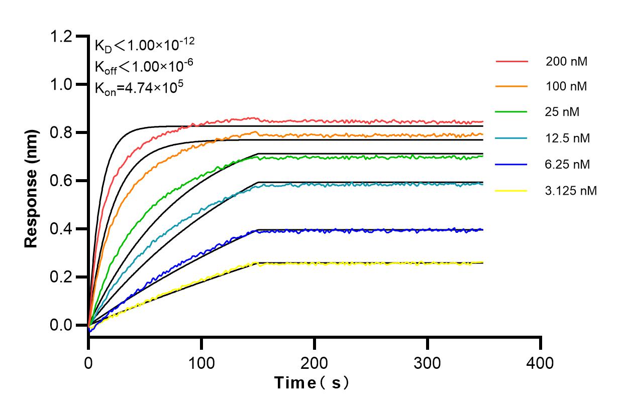 Affinity and Kinetic Characterization of 83489-1-RR