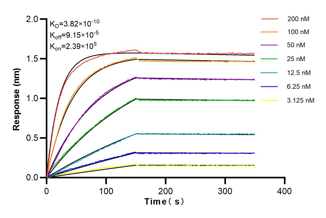 Affinity and Kinetic Characterization of 83497-1-RR