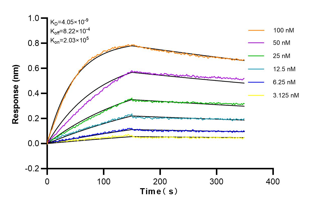 Affinity and Kinetic Characterization of 83504-1-RR