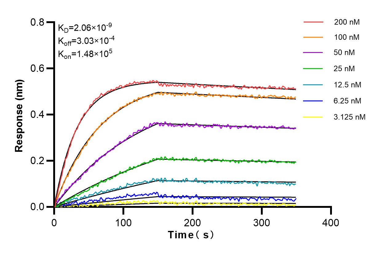 Affinity and Kinetic Characterization of 83510-1-RR