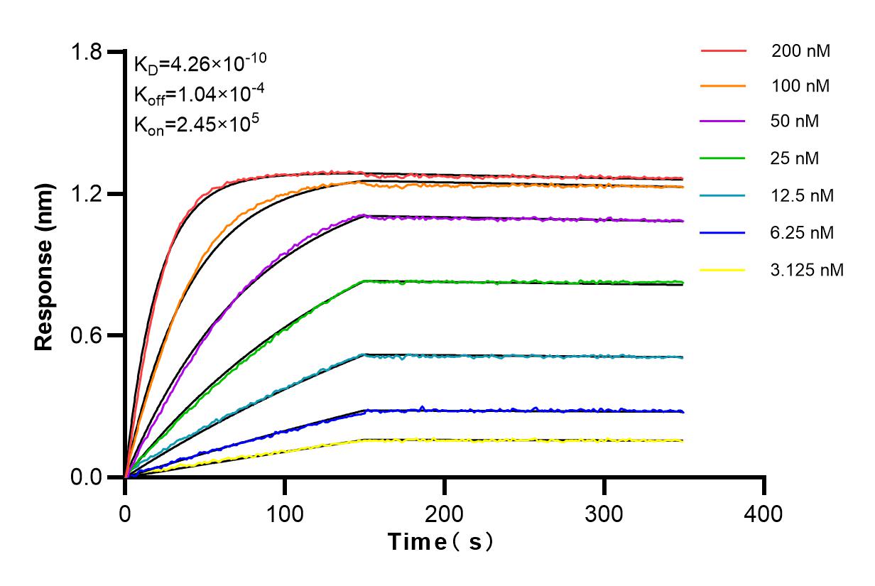 Affinity and Kinetic Characterization of 83513-7-RR