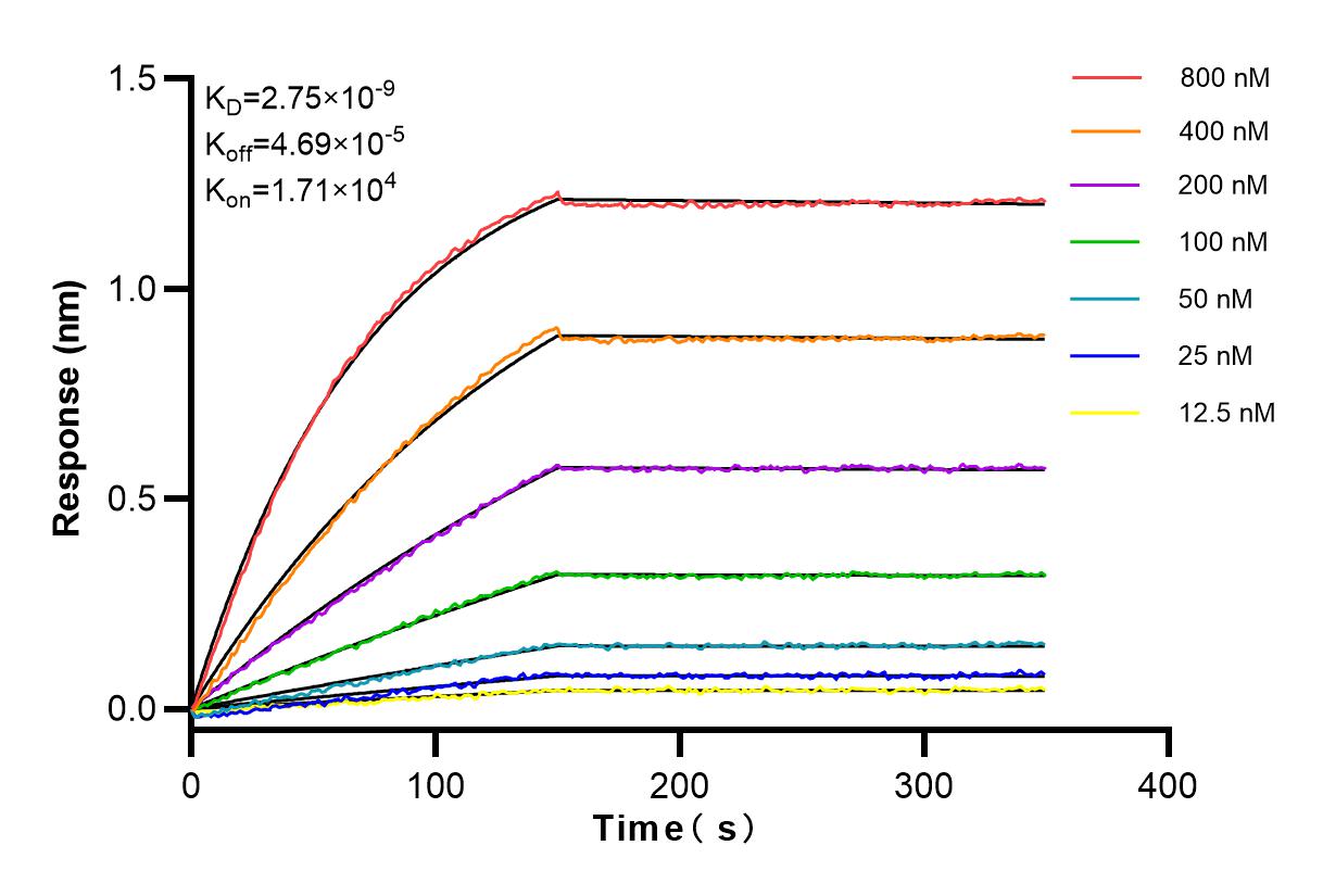 Affinity and Kinetic Characterization of 83519-2-RR