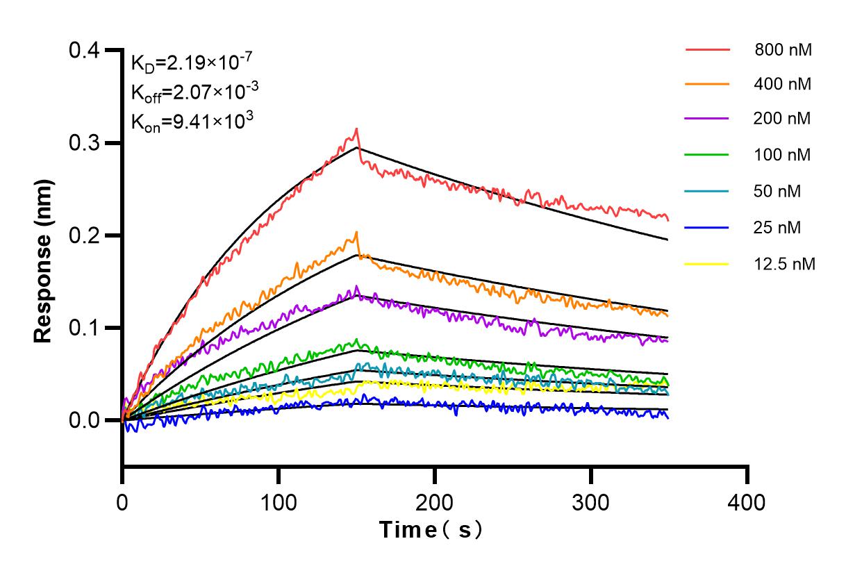 Affinity and Kinetic Characterization of 83519-4-RR