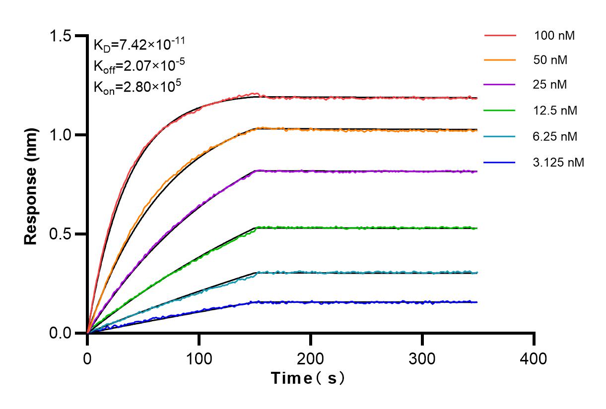 Affinity and Kinetic Characterization of 83521-4-RR