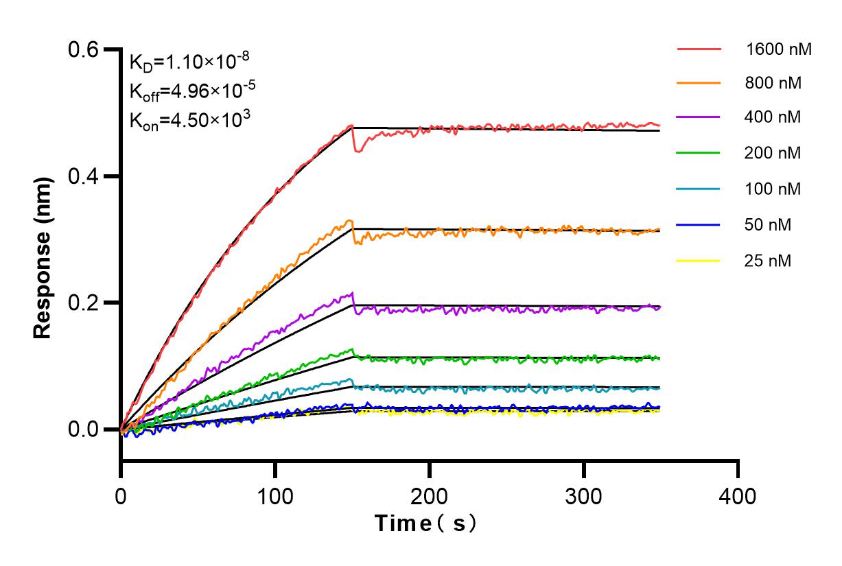 Affinity and Kinetic Characterization of 83530-3-RR