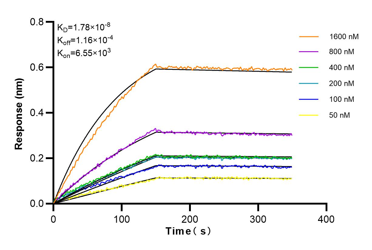 Affinity and Kinetic Characterization of 83533-1-RR