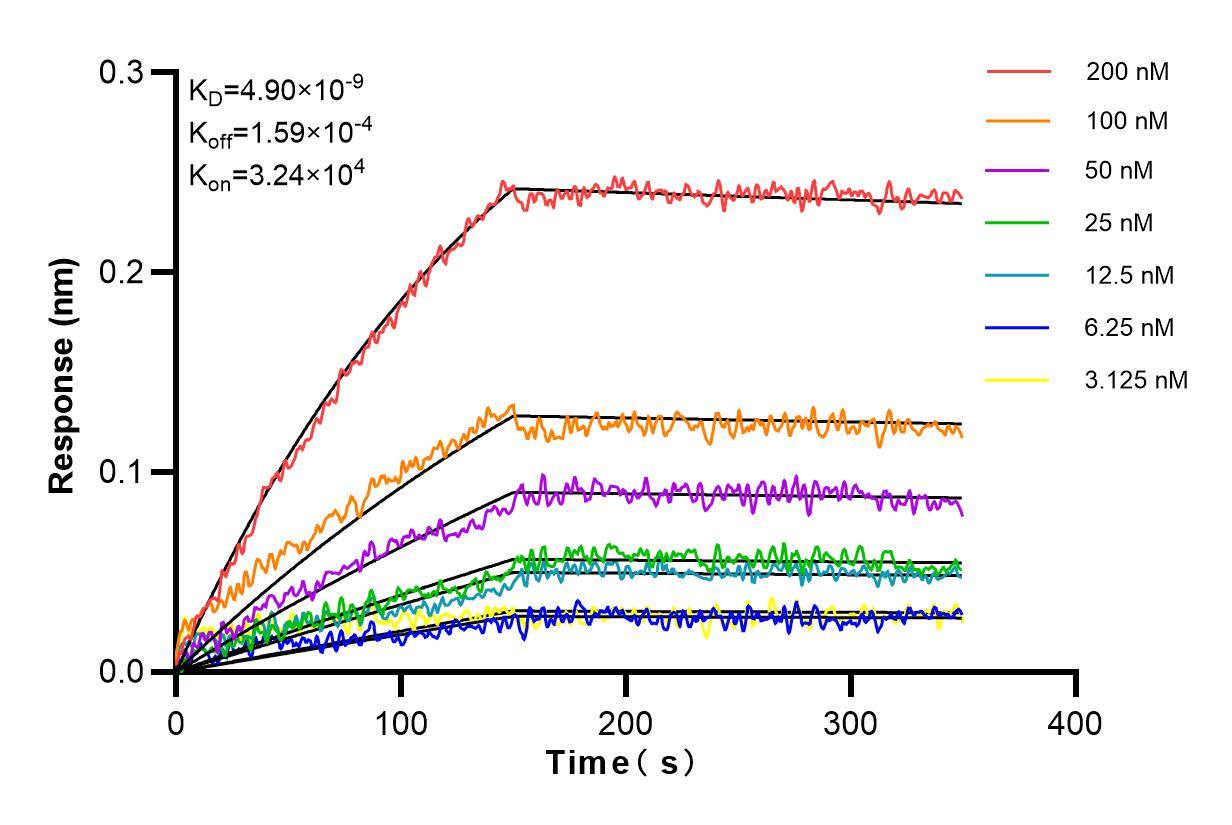 Affinity and Kinetic Characterization of 83559-5-RR