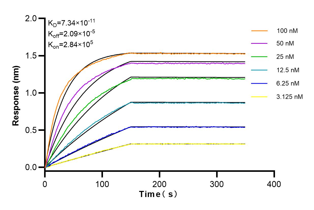 Affinity and Kinetic Characterization of 83576-4-RR