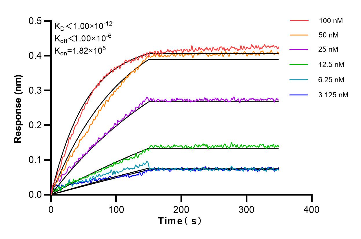 Affinity and Kinetic Characterization of 83577-1-RR