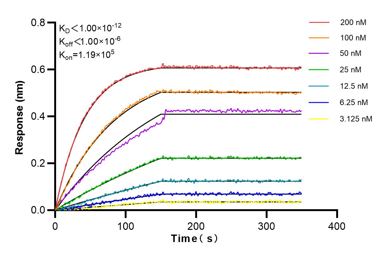 Affinity and Kinetic Characterization of 83578-2-RR