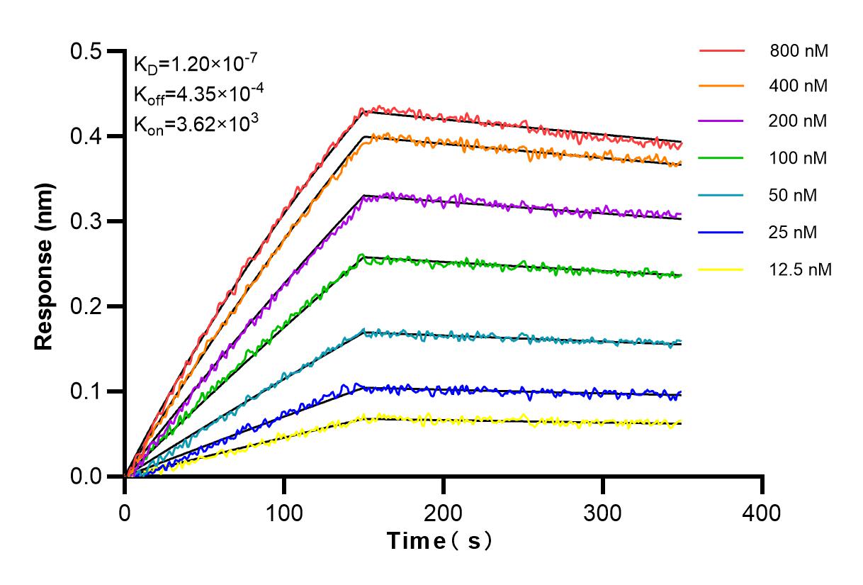 Affinity and Kinetic Characterization of 83598-4-RR