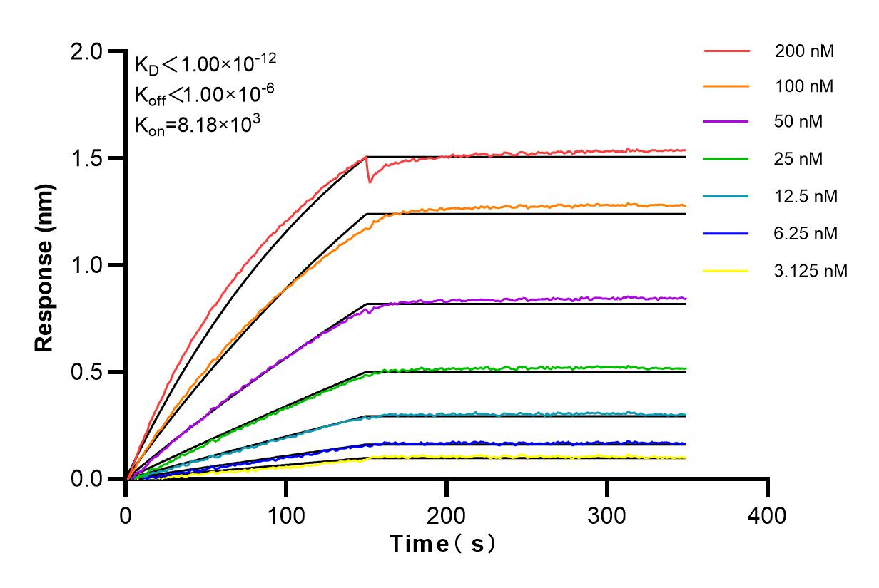 Affinity and Kinetic Characterization of 83602-5-RR