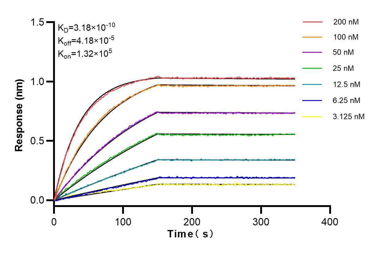 Affinity and Kinetic Characterization of 83608-5-RR