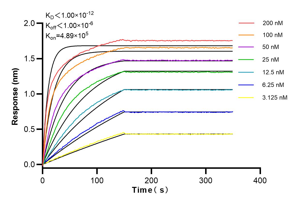 Affinity and Kinetic Characterization of 83609-5-RR