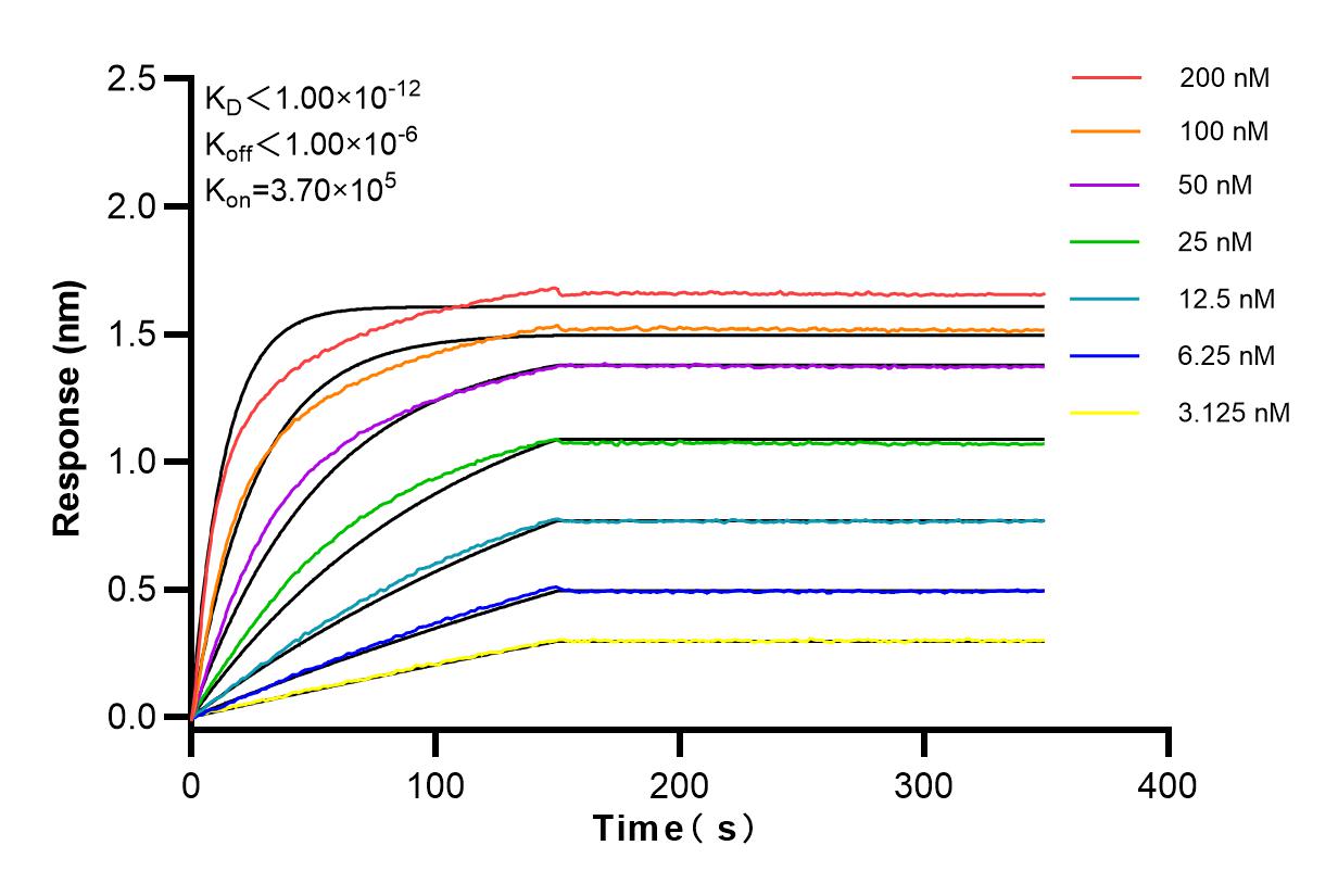 Affinity and Kinetic Characterization of 83609-6-RR