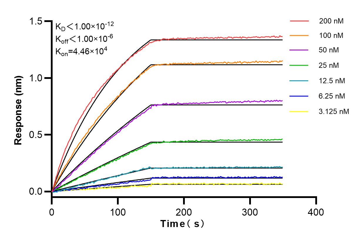 Affinity and Kinetic Characterization of 83626-3-RR