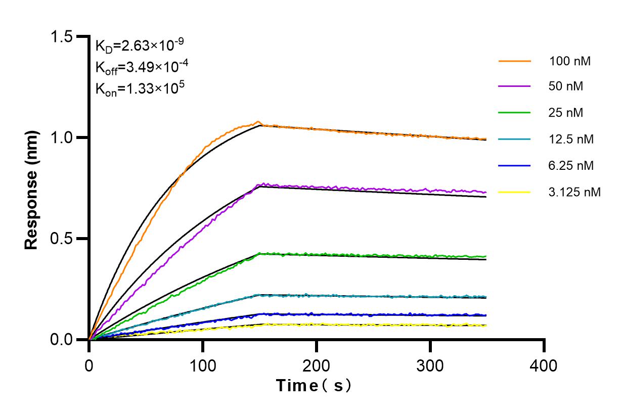 Affinity and Kinetic Characterization of 83627-1-RR