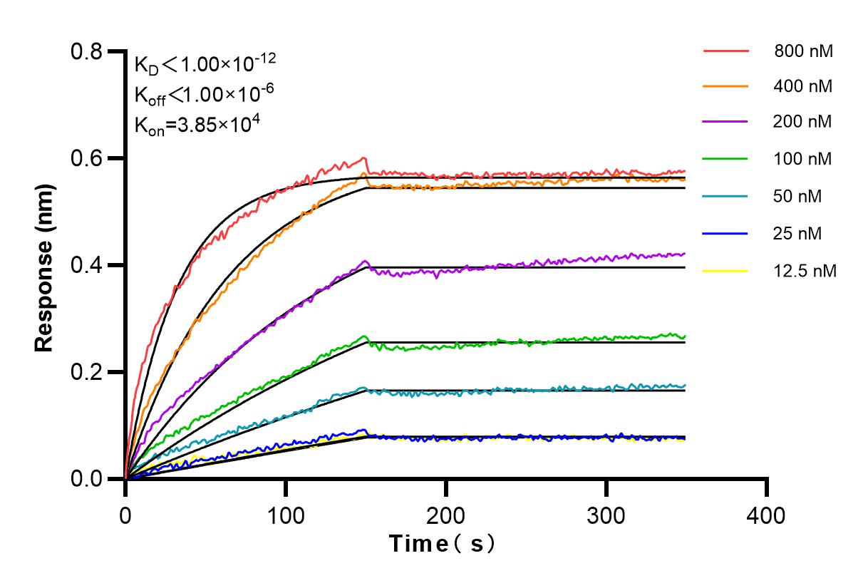 Affinity and Kinetic Characterization of 83650-3-RR