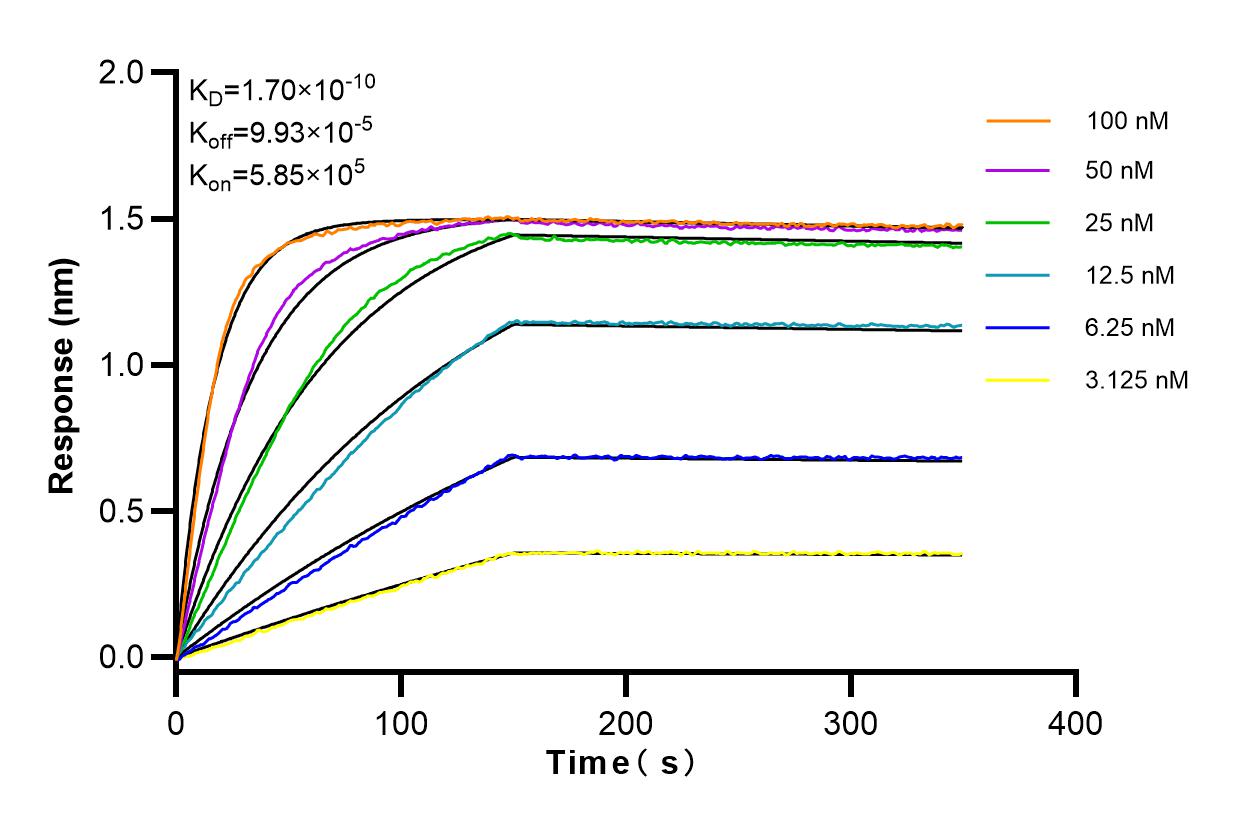 Affinity and Kinetic Characterization of 83654-3-RR