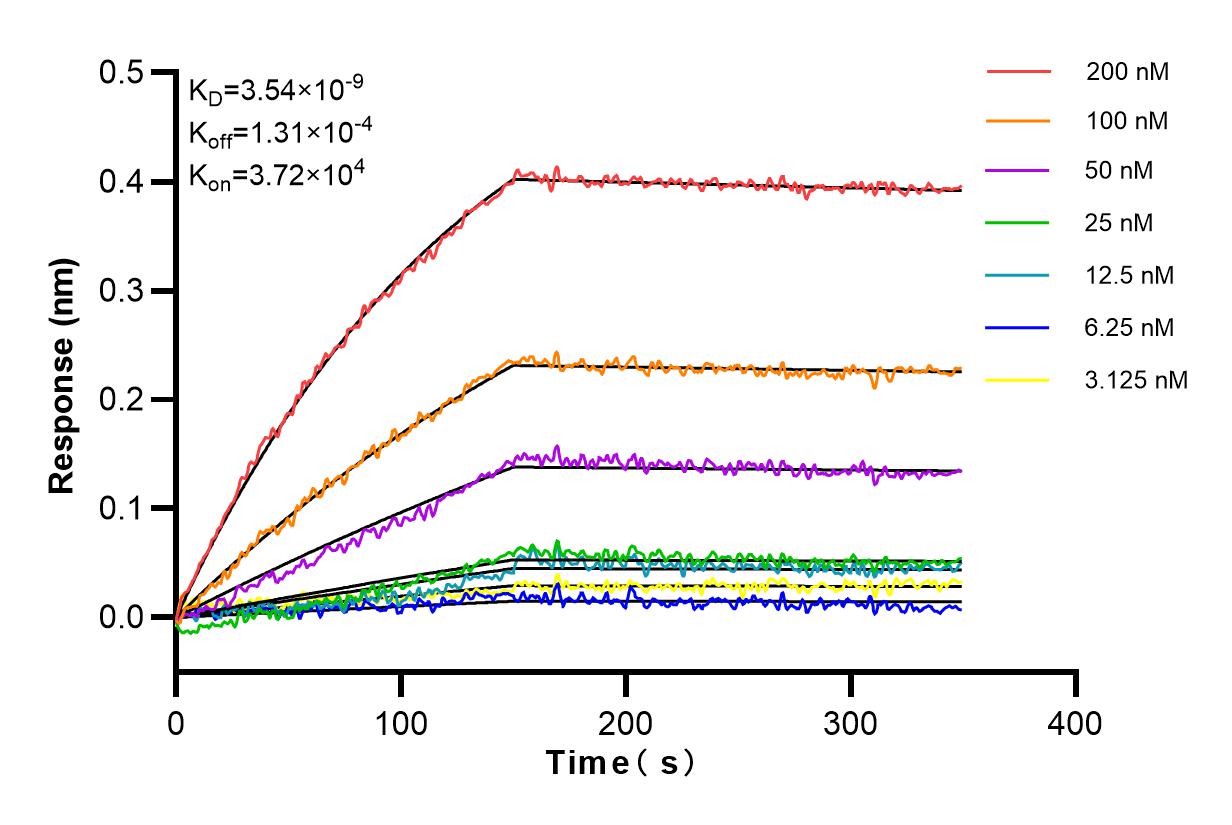 Affinity and Kinetic Characterization of 83655-3-RR