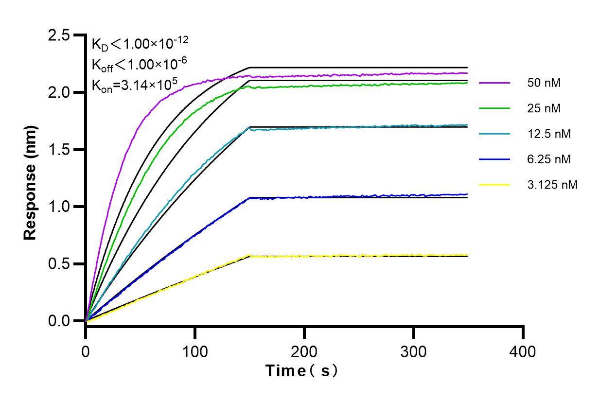 Affinity and Kinetic Characterization of 83660-1-RR