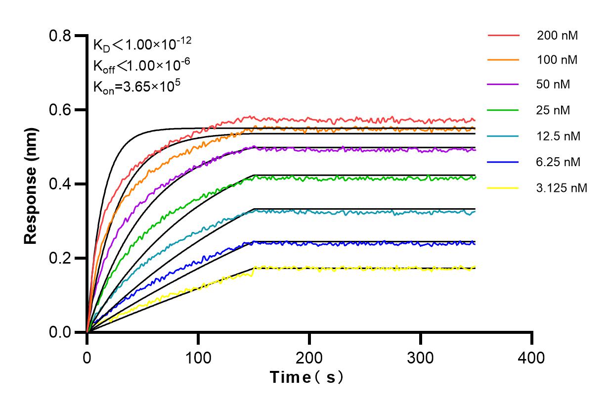 Affinity and Kinetic Characterization of 83666-1-RR