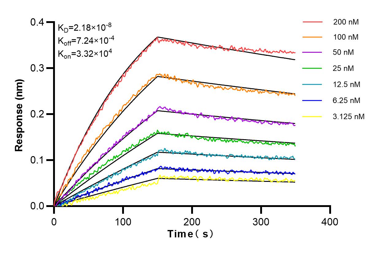 Affinity and Kinetic Characterization of 83667-2-RR