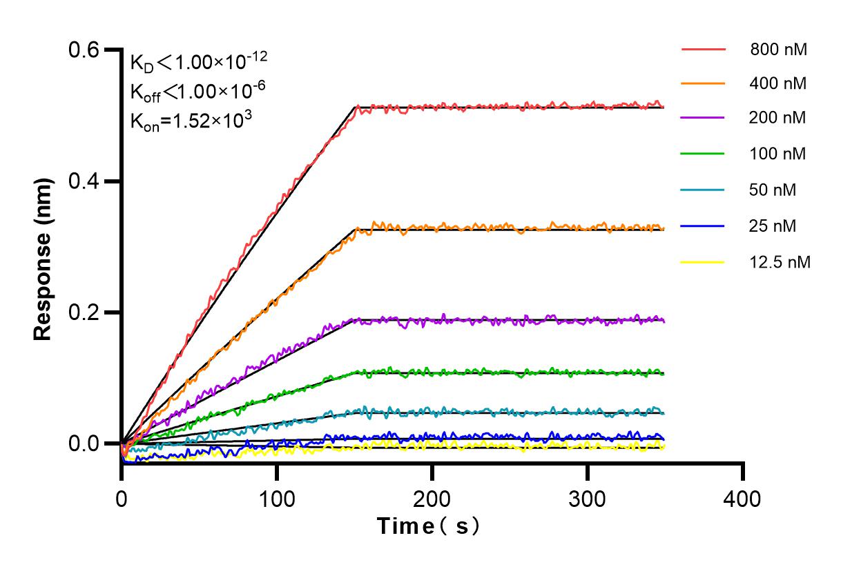 Affinity and Kinetic Characterization of 83680-5-RR