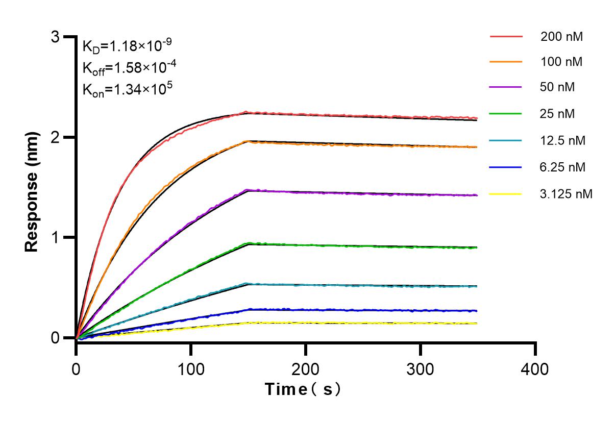 Affinity and Kinetic Characterization of 83683-6-RR