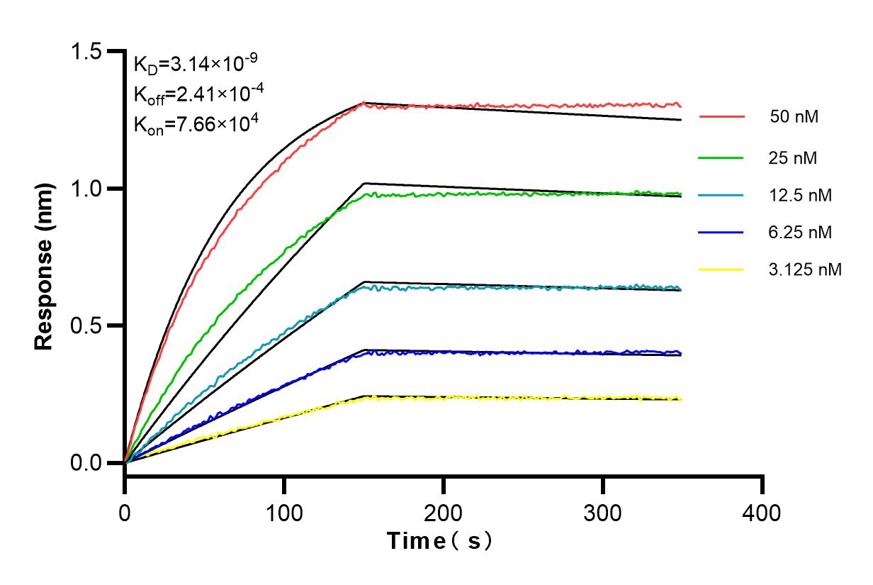 Affinity and Kinetic Characterization of 83685-4-RR