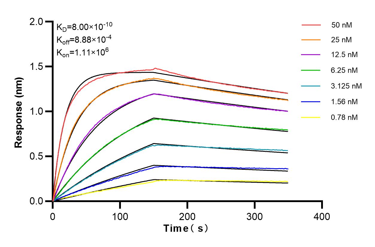 Affinity and Kinetic Characterization of 83688-4-RR