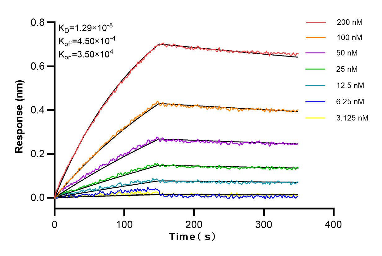 Affinity and Kinetic Characterization of 83689-3-RR